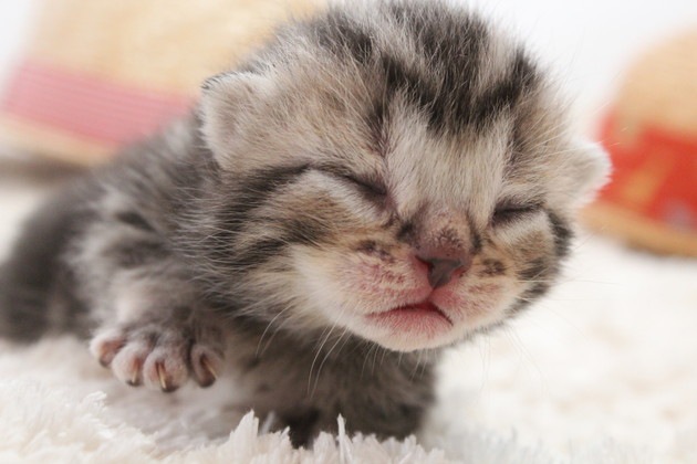 子猫が産まれてから目が開くまでの期間と気をつける点