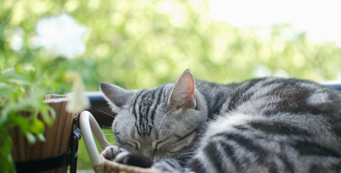 猫の『隠れ体調不良』がわかる寝相4選　理由と知っておきたい対処法
