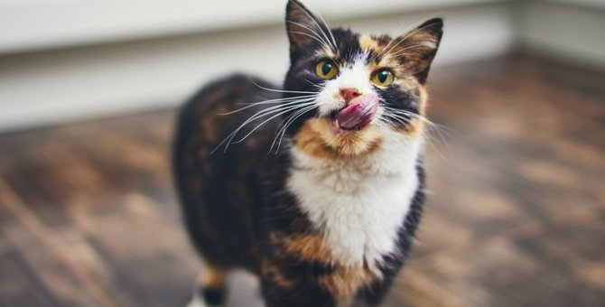 猫が『お腹が空いたニャ』と訴えているときの仕草5つ