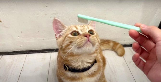 5匹の猫ちゃんに歯ブラシのグルーミングを試してみる♡