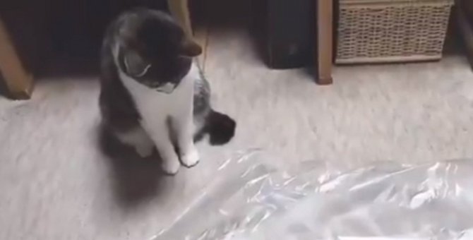 どうしてこうなった？ビニール袋と一体化する猫さんが注目の的！