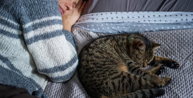 『お尻を向けて寝る猫』の心理4つ！人との距離によっても変わるの？