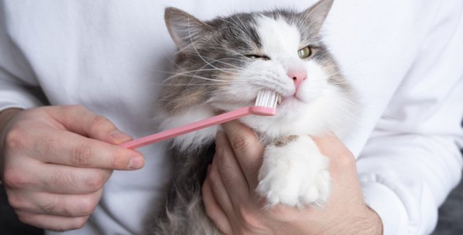 猫に『歯磨き』をしないとどうなる？2つのリスクと磨き方
