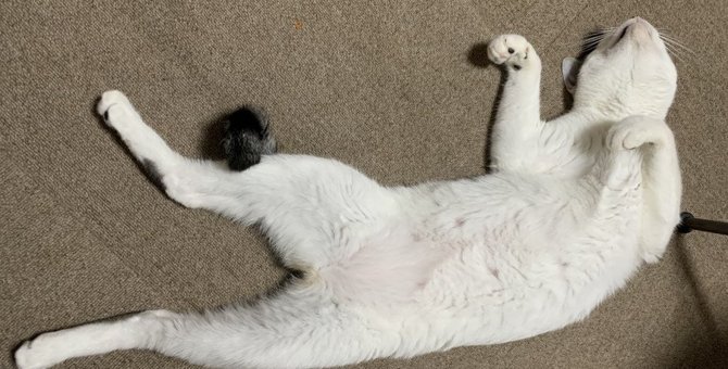 猫にNGな『床』の特徴4つ！その理由やおすすめの床材を紹介