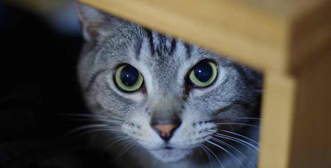 猫の『突然死』の原因5つ　前兆や予防できることはあるの？