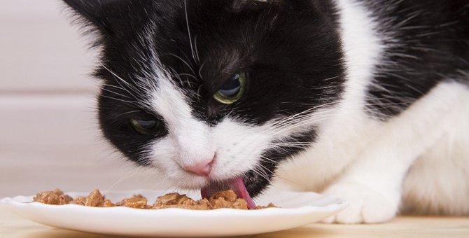 老猫が食べやすいフード４つの特徴