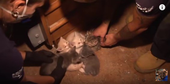 猫の多頭飼育崩壊現場から150匹以上を救出。子猫もたくさん！