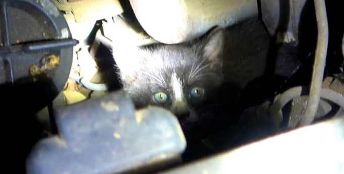 トラックから子猫の鳴き声…暗闇の中で始まった救助活動の行方は？