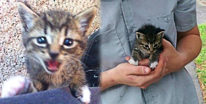 散歩中に出会った子猫…1年後に驚きの美猫へ成長！