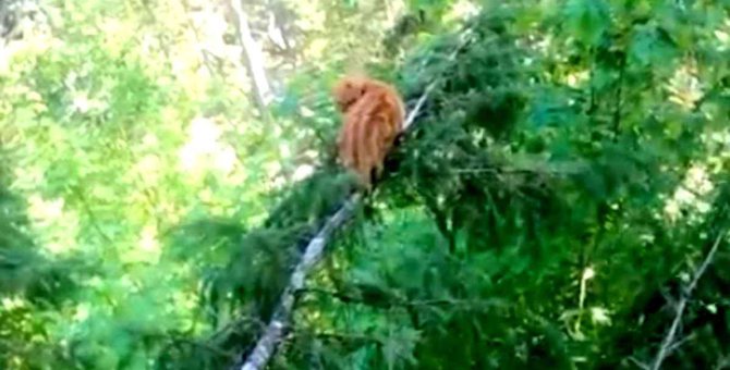 細い枝の上で耐える猫…危険な救出活動の行方は？