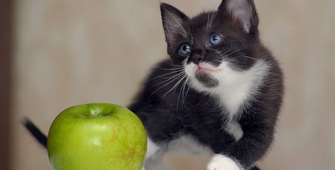 猫は梨を食べても大丈夫？食べさせた時の効果と与え方