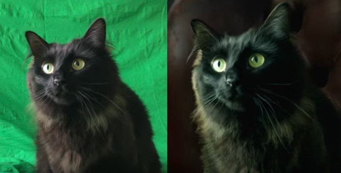 【コラ映画猫】アウル・キティの「マトリックス」メイキング映像