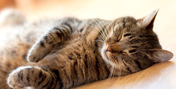 猫は何時間寝るの？適切な睡眠時間や寝姿でわかる安眠度・睡眠環境の整え方４つ