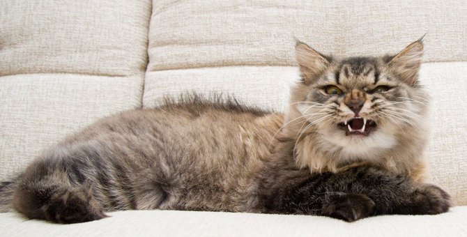 猫が『怒っている時』に見せる５つの行動！その理由と対処法は？