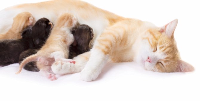 猫が妊娠した際の見分け方や時期