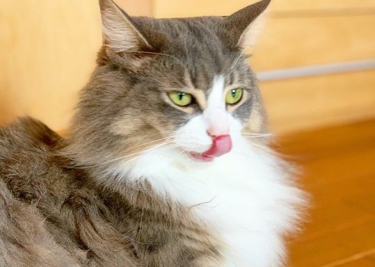 猫が『舌なめずり』をする心理３つ