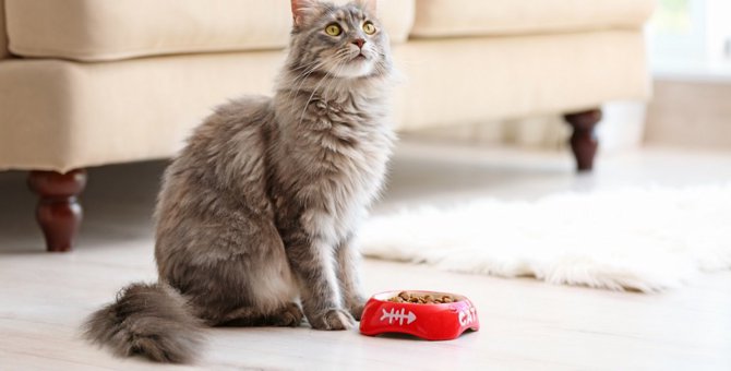 猫が食欲はあるのにご飯を食べられないときに考えられる理由４つ