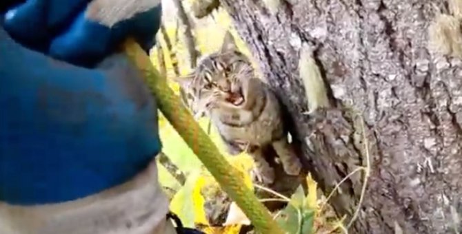 絶望的に高い木の上から猫の叫び声…困難な救助の行方は？