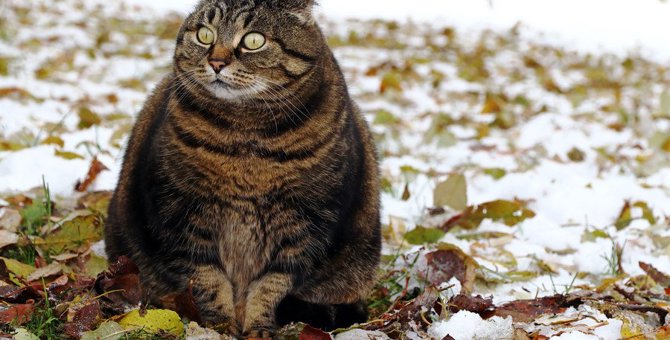 猫の『無理なダイエット』によって起こるかもしれないこと４つ