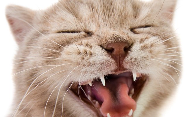 猫の歯の種類や構造、病気について | ねこちゃんホンポ