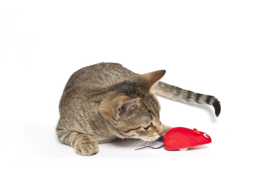 猫とラジコンおもちゃを使って遊ぶ際の選び方や注意点、おすすめ商品3点まで  ねこちゃんホンポ