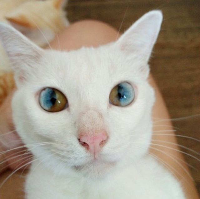 [B! SmartNews] 猫のダイクロイックアイとは？オッドアイとは違う「瞳の色が2色に分かれる」原因 | ねこちゃんホンポ
