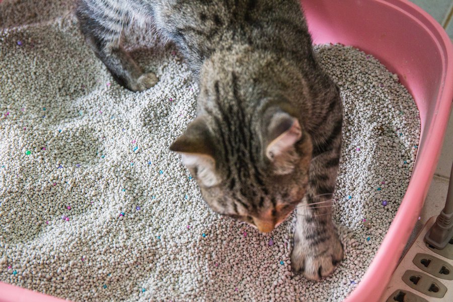 流せる猫砂がトイレで詰まる！3つの対処法、おすすめ商品 ねこちゃんホンポ