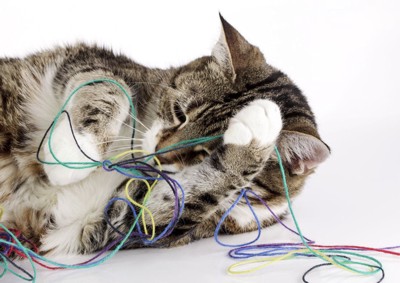 糸で遊ぶ猫