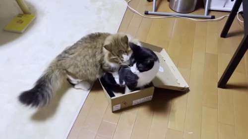 箱に入ったハチワレに襲い掛かる猫