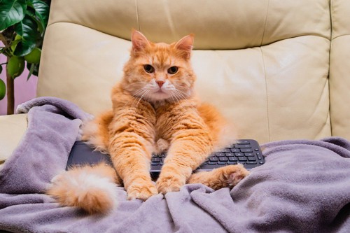 ソファに座ってキーボードを抱える猫