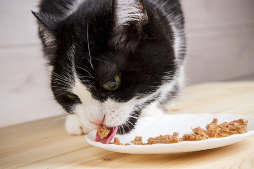 ウエットフードを舌ですくって食べる猫