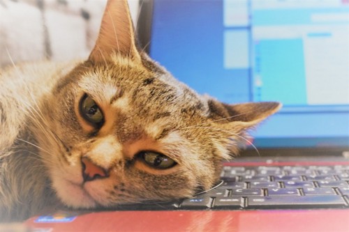 パソコンを阻止する猫