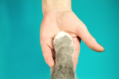 人の手の上に置かれた猫の手