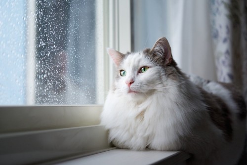 雨の窓辺と猫
