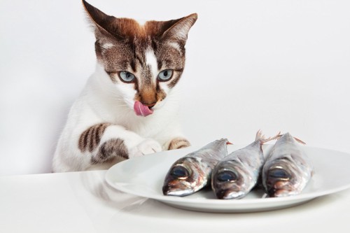 3匹の魚を前にした猫