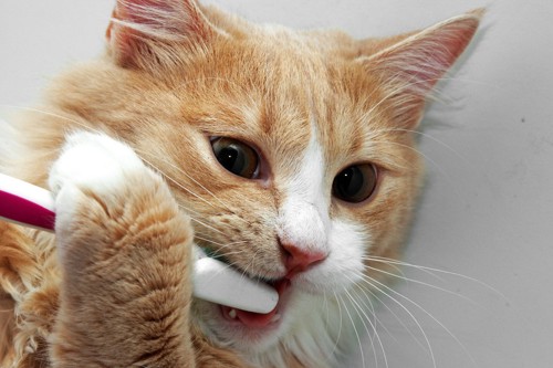 歯ブラシを抱える猫