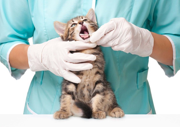 歯茎を治療中の猫