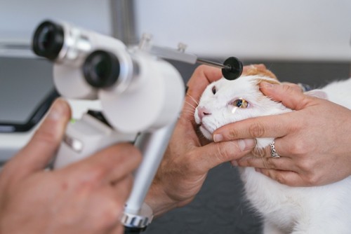 目の診察を受ける猫