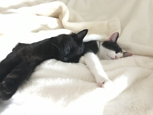 仲良く寝る猫2匹