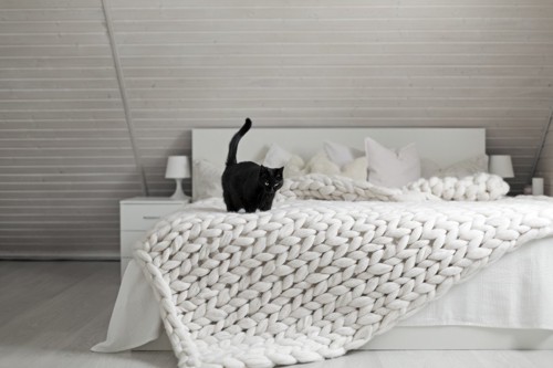 ベッドの上に居る猫