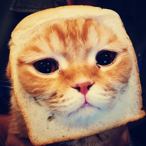 猫と食パン