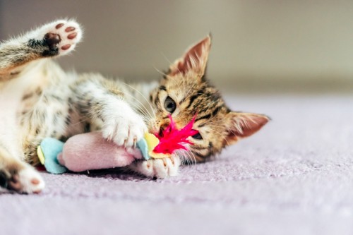 おもちゃを抱えて遊ぶ子猫