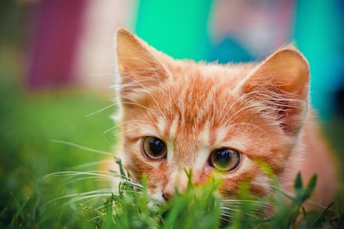 草陰から獲物を狙う猫