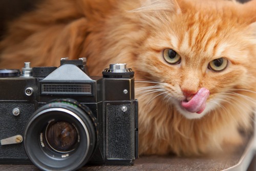 カメラと共に映る猫
