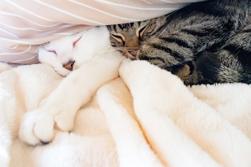 毛布の中で眠る2匹の猫