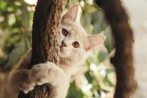 木に登ってこちらを向く猫