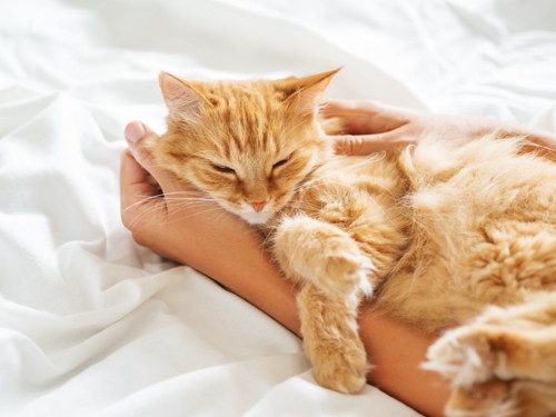 飼い主さんの腕の上で寝る猫