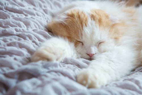 布団の上で眠る猫