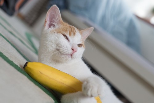 猫とバナナ