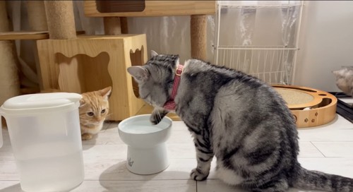 手を水に入れる猫
